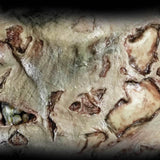 Zombie Jawbone Scar Halloween Horror Makeup 3D FX Transfers