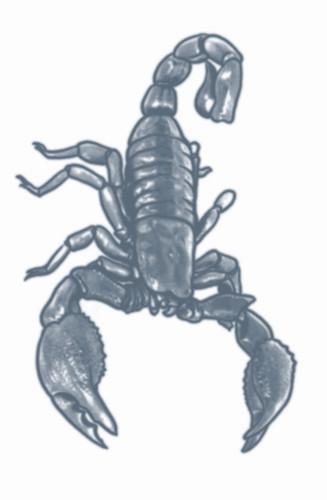 Temporary Scorpion Tattoo
